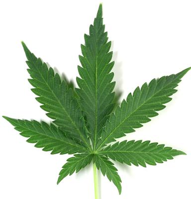 Leaf of Marijuana Plant