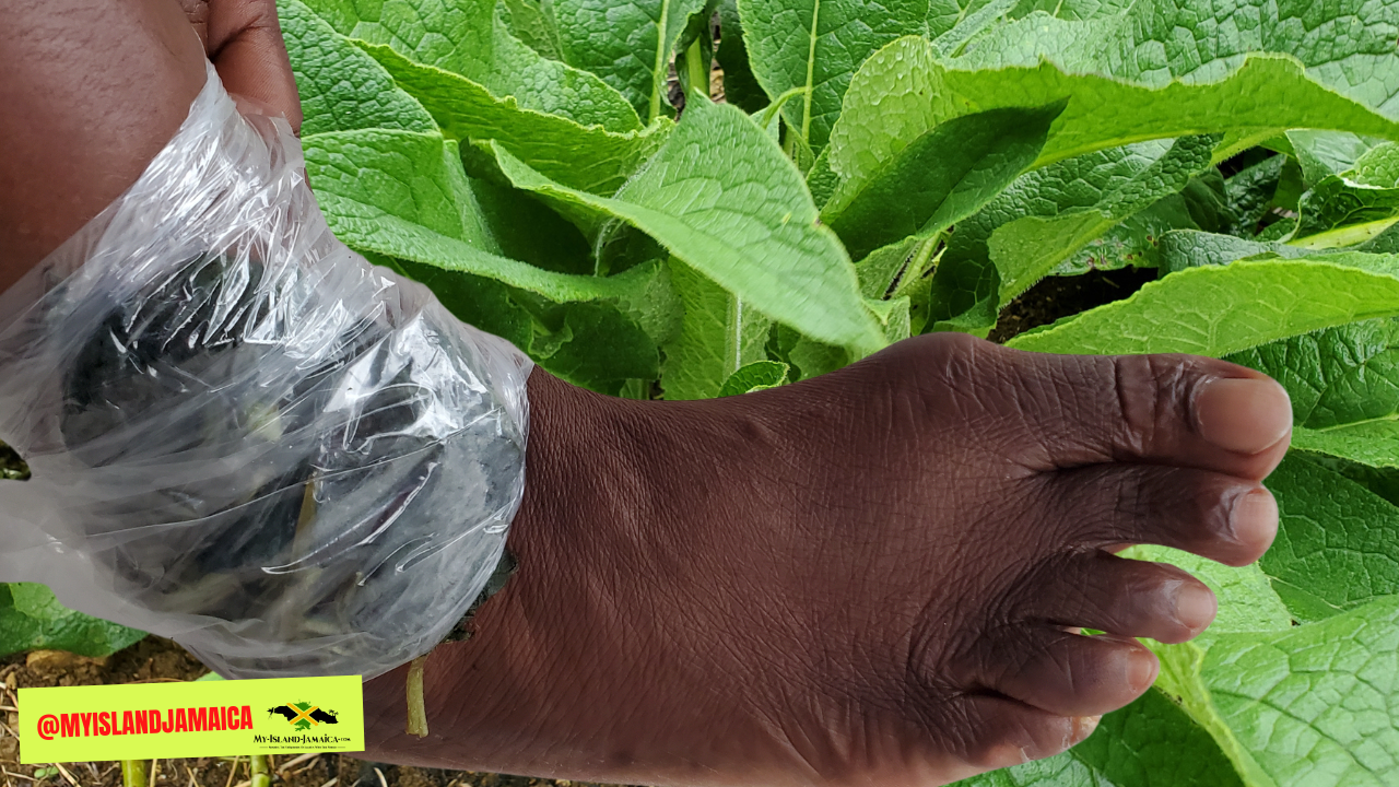 medicinal_herbs_of_jamaica_comfrey_use