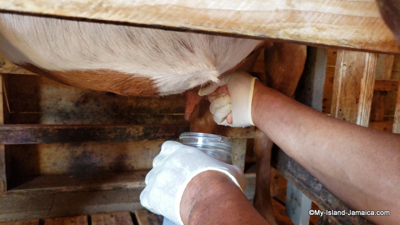 milking_a_goat_jamaican_goat_farm_rubys_dairy