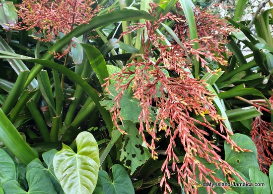 Fire bromeliad