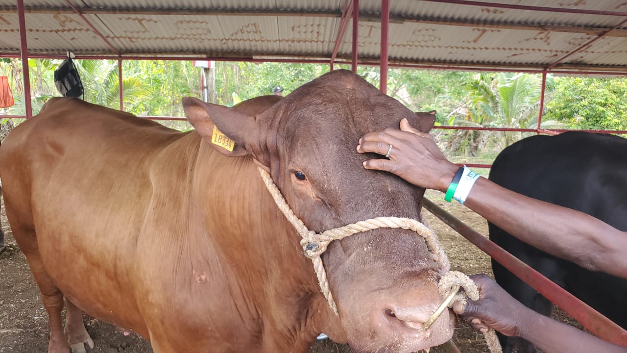 Montpelier Agricultural Show | 2,022 Pound Bull