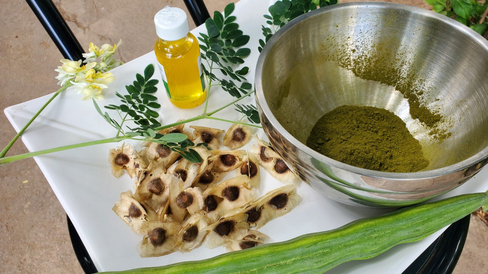 moringa_plant_seed_oil_powder