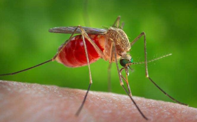 mosquitos_in_jamaica_cdc_gov