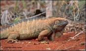 Jamaican Iguana