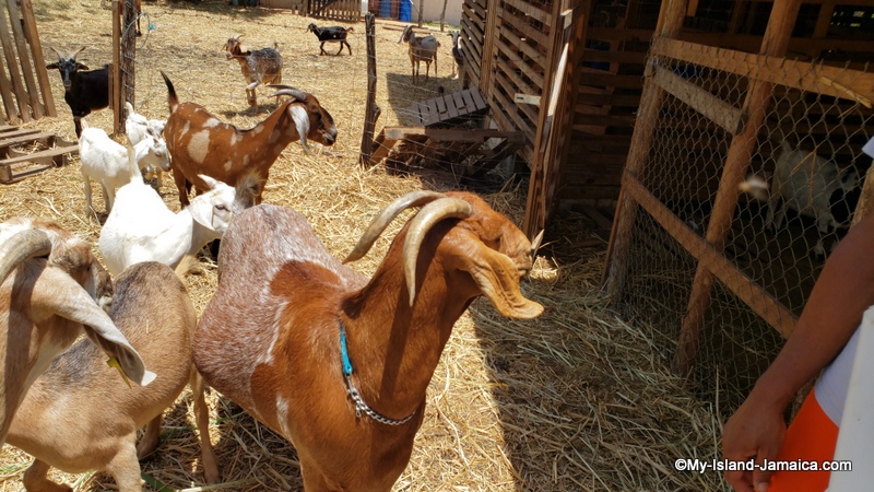 mother_goat_glenda_jamaican_goat_farm_rubys_dairy