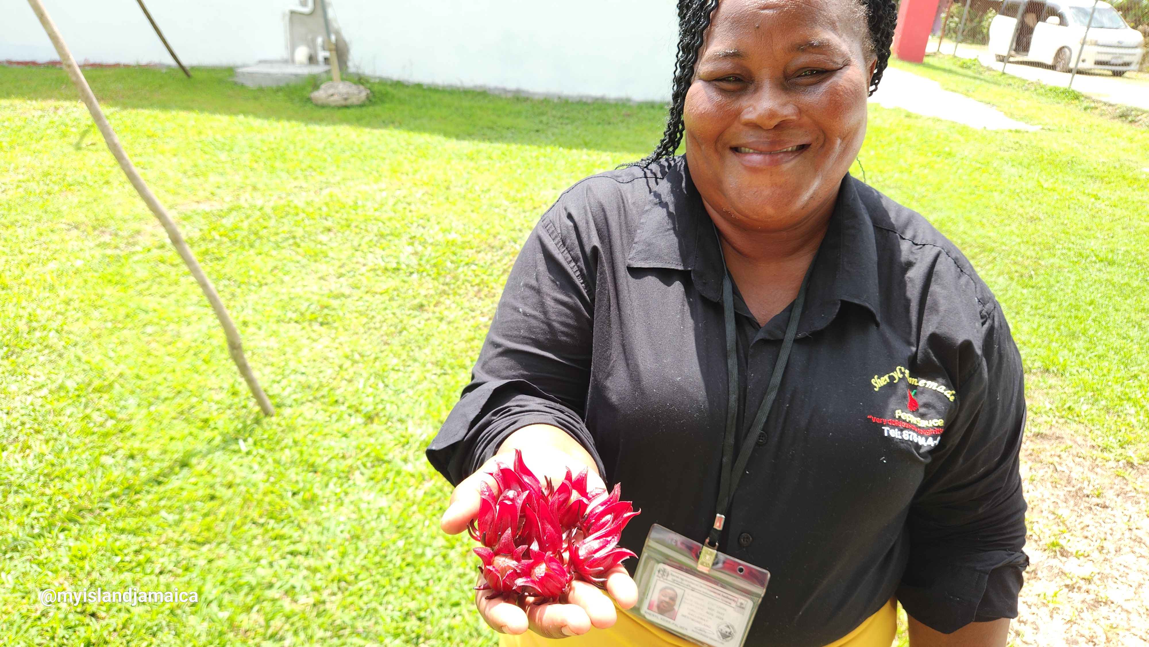 Jamaican Sorrel Plant with Ms Sheryl
