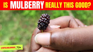 What are the benefits of eating Mulberry?