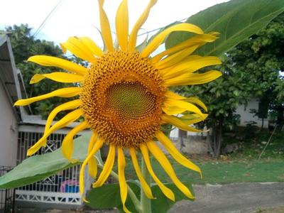 Sunflower 