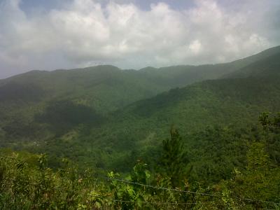 Green luscious Mountain Side in Portland