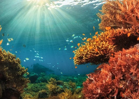 Biodiversity In Negril | Negril Coral Reef Restoration