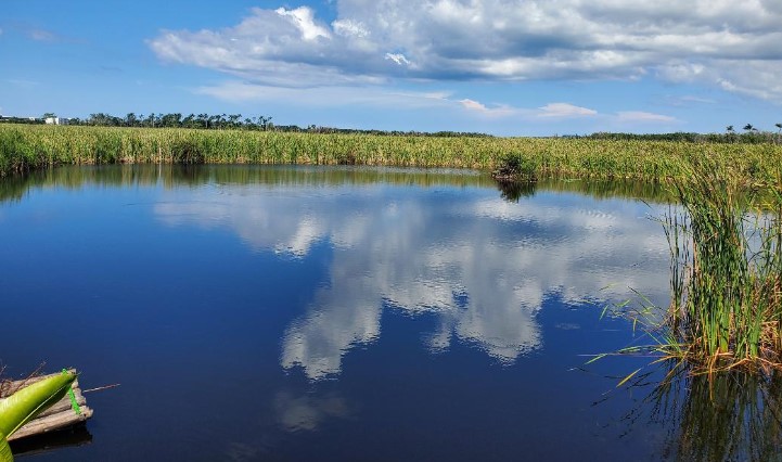 Biodiversity In Negril | The Negril Great Morass (Photo: IwecoJa Facebook)