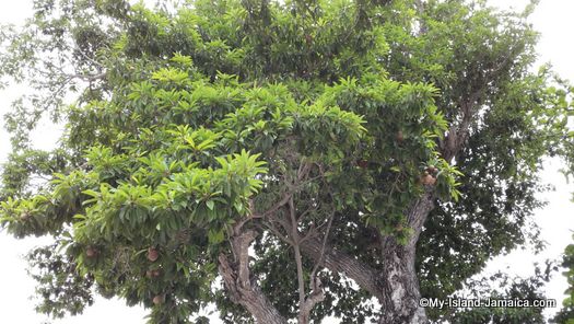 negril_jamaica_resorts_the_spa_retreat_hotel_naseberry