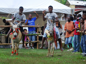 Donkey Race in 2012
