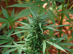 Ganja Plant at Nine Miles