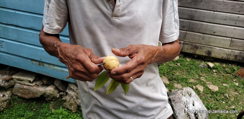 nutmeg_fruit_in_hand_busha