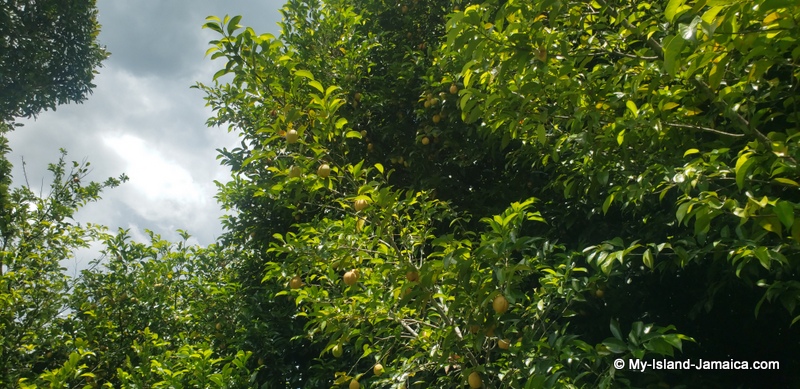 nutmeg_in_jamaica_tree
