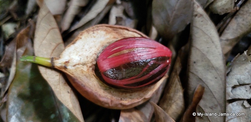 nutmeg_in_open_pod