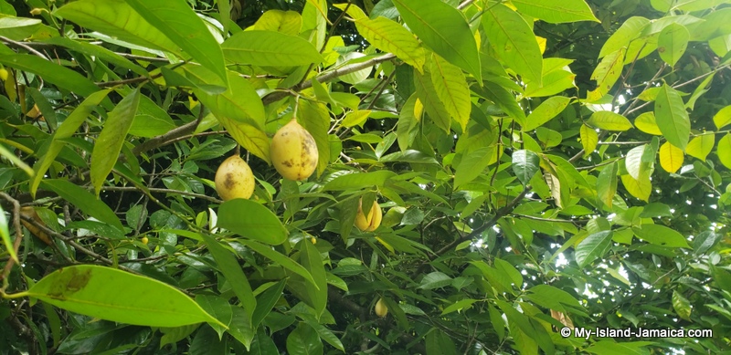 nutmeg_on_tree