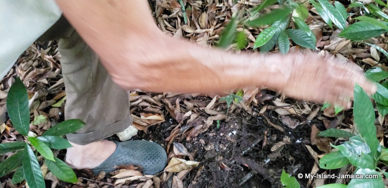 nutmeg_plant_nursery