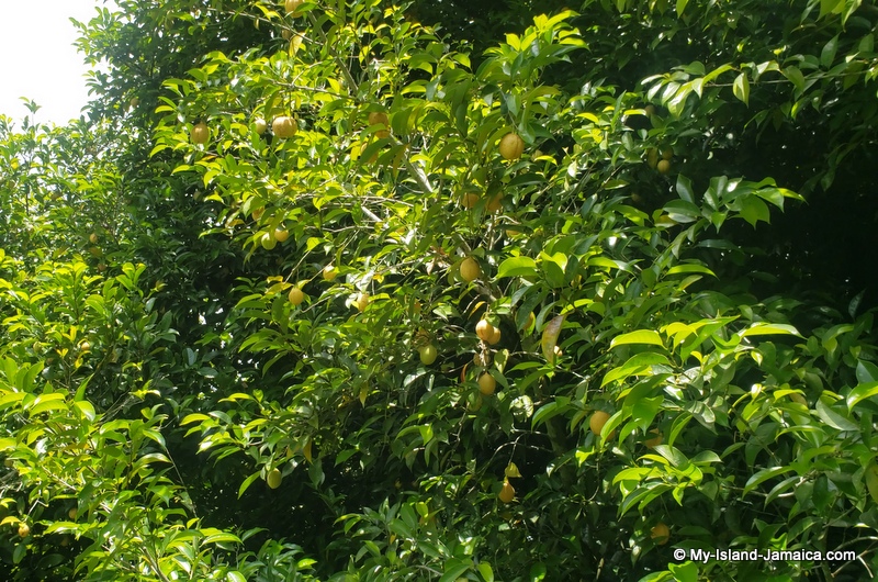 Amazing Jamaican Nutmeg Facts, Uses, Benefits, Pictures & More!