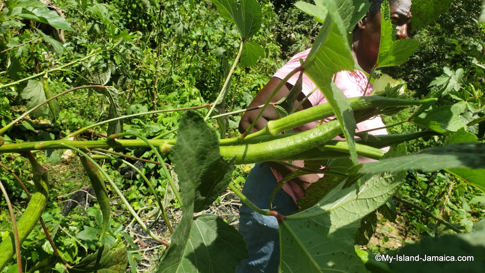 okra_farming_in_jamaica