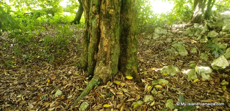 old_nutmeg_tree_nutmeg_plant_150_years