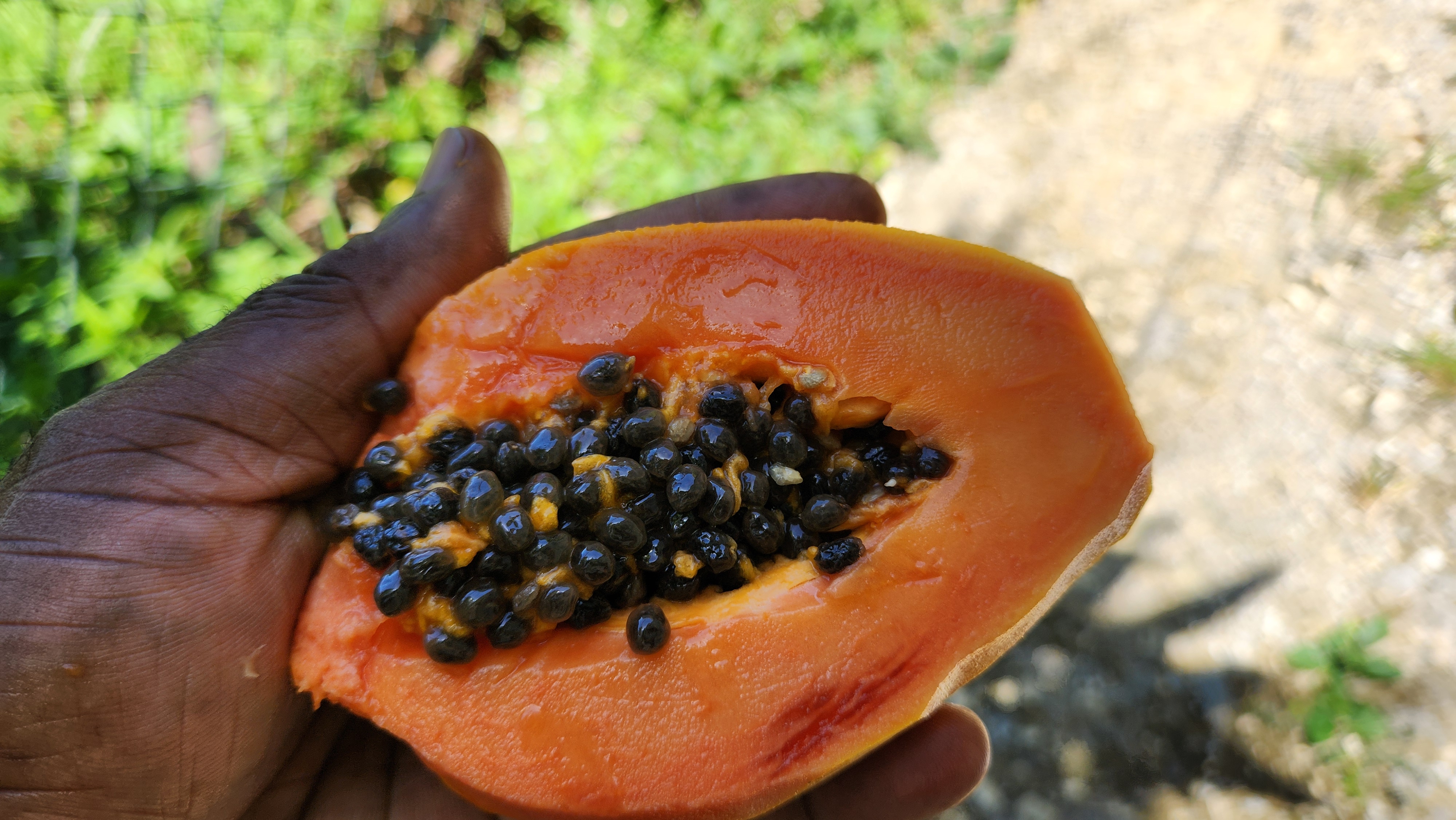 papaya_healthy_street_food_in_jamaica