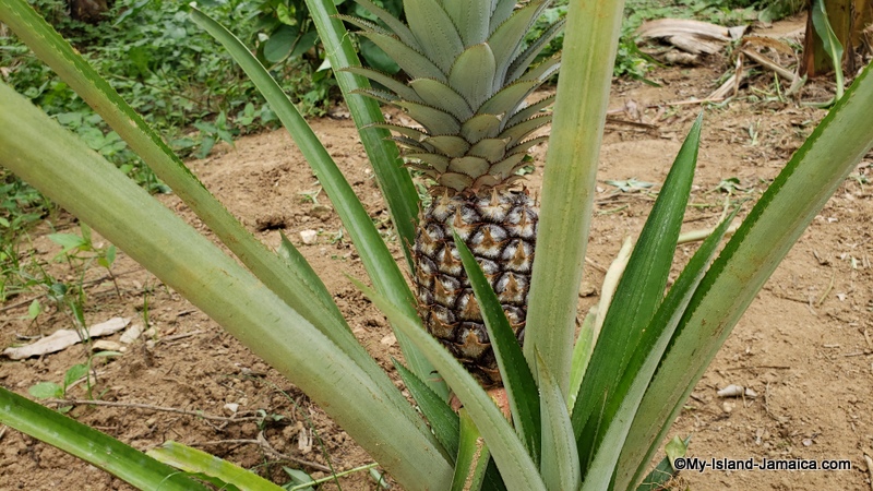 pine_farming_in_jamaica