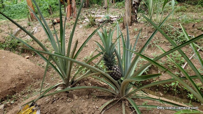 pineapple_farming_in_jamaica