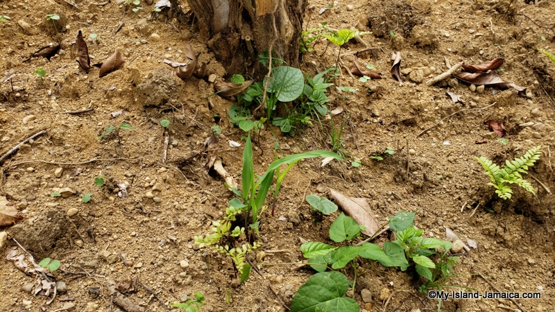 planting_corn_in_jamaica
