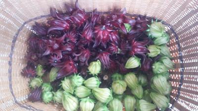 Jamaican Sorrel In Florida