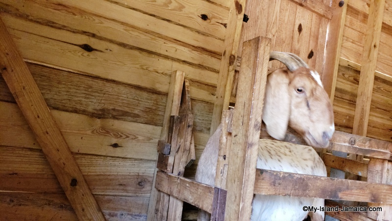 preparing_goat_for_milking