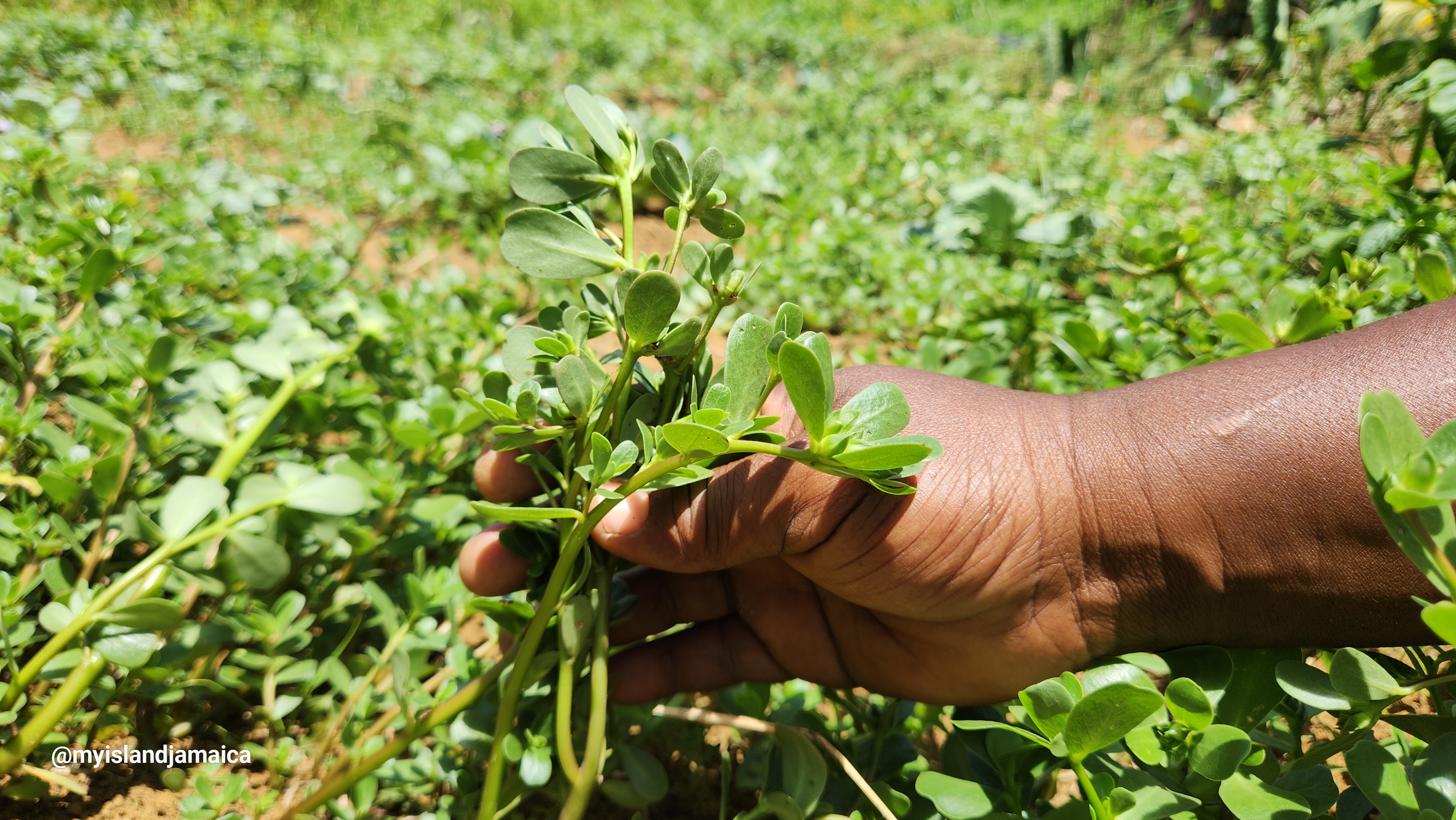 common purslane in Jamaica