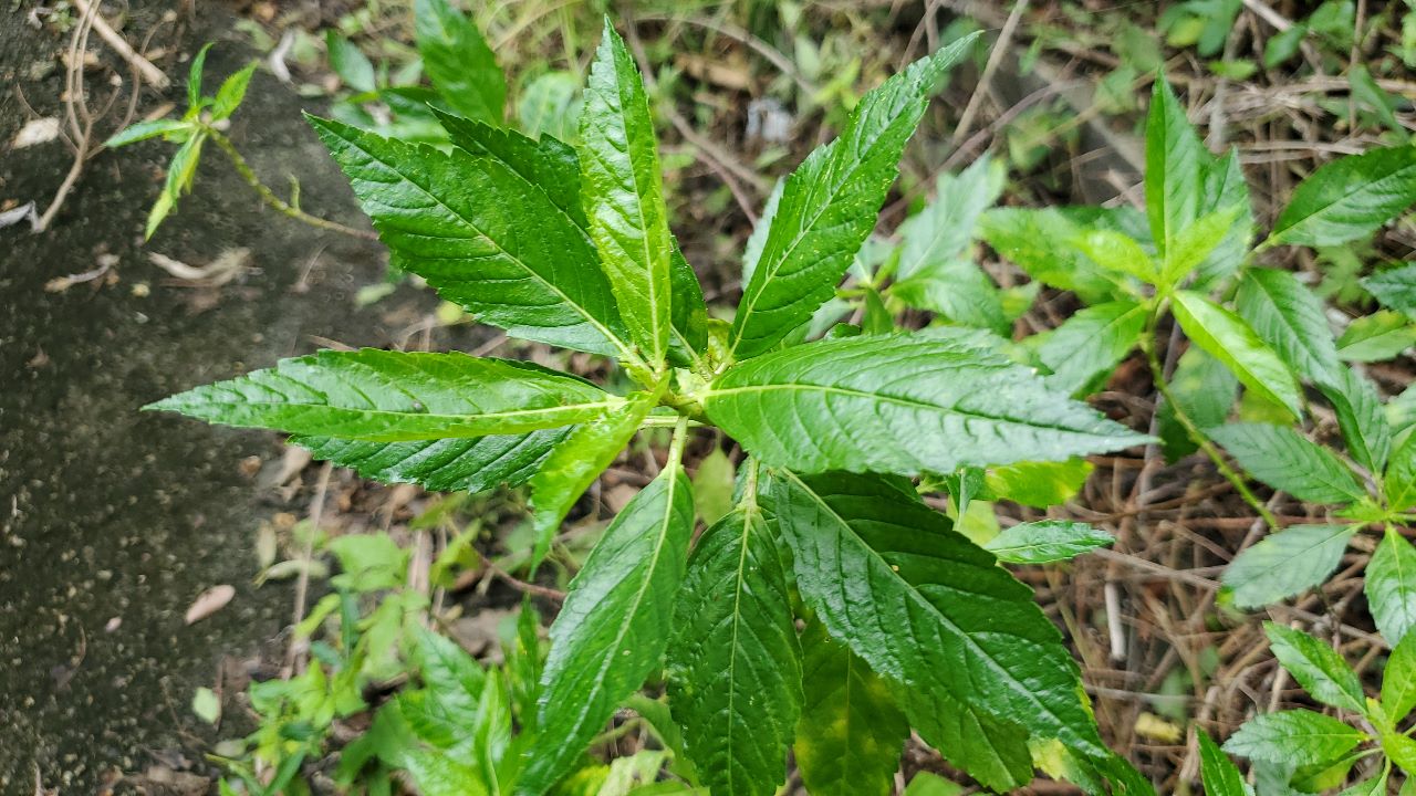 Ram Goat Dash Along/Damiana/Horny Goat Weed