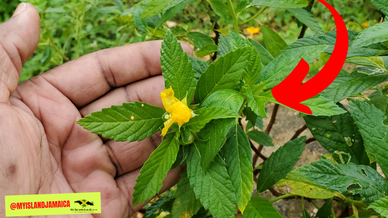 ram_goat_dashalong_damiana