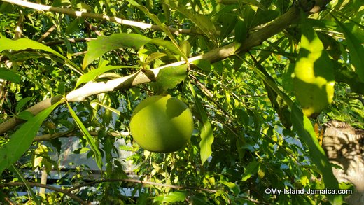 rastafari_indigenous_village_calabash