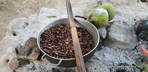 Indigenous Jamaican Cocoa (chocolate) Beans