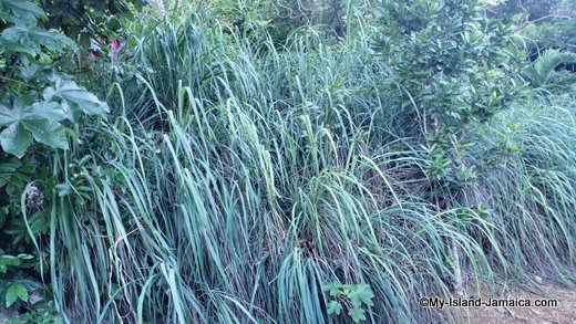 rastafari_indigenous_village_fever_grass