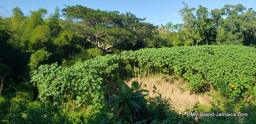 rastafari_indigenous_village_jamaican_castor_oil_field
