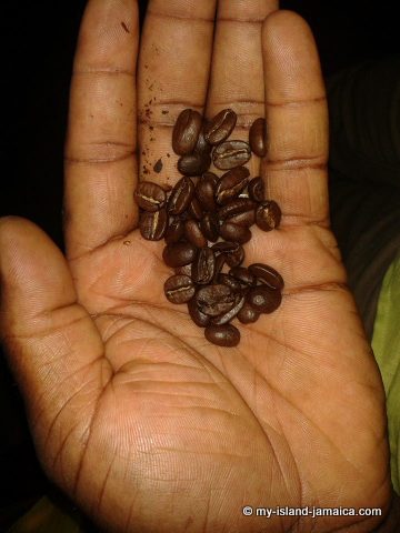 real_jamaican_coffee_beans