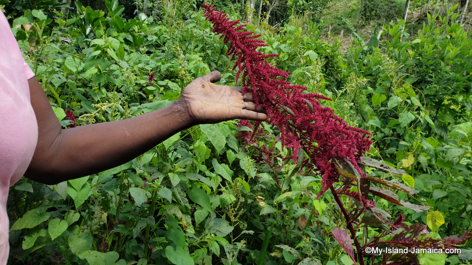 red callaloo