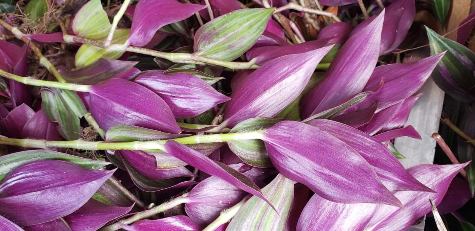 Red Water Grass - Zebrina Pendula