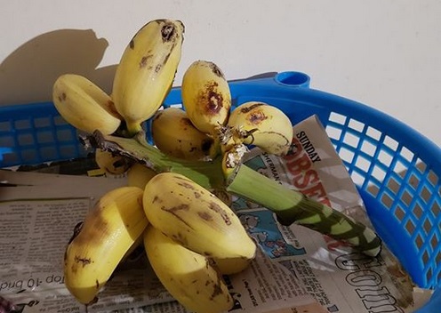 ripe_banana_in_jamaica_wellesley