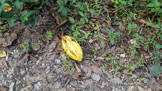 roaring_river_jamaica_garden_fruits_cocoa_plant