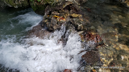 roaring_river_jamaica_gushing_waters