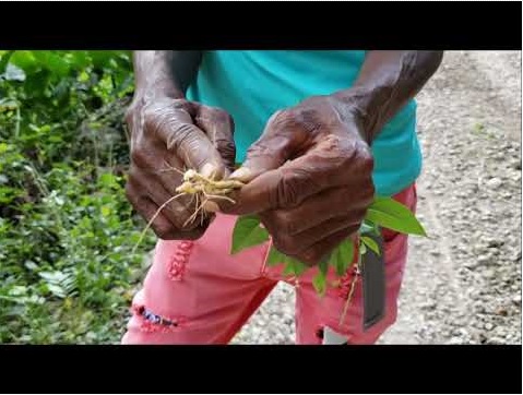 roaring_river_jamaica_nature_tour_guiney_hen_plant