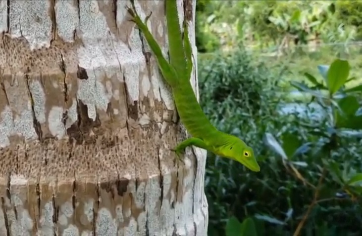 the green lizard at roaring river falls