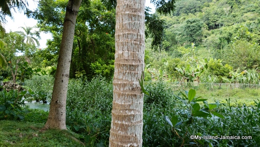 roaring_river_jamaica_nature_trail_lizard