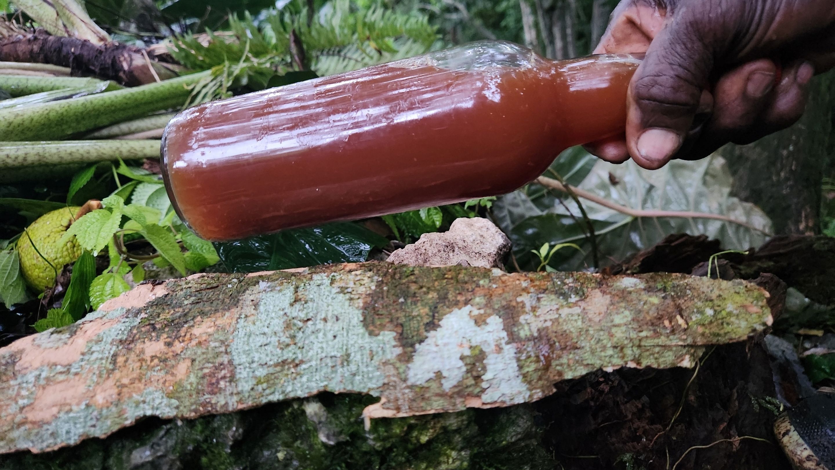 root tonics in jamaica