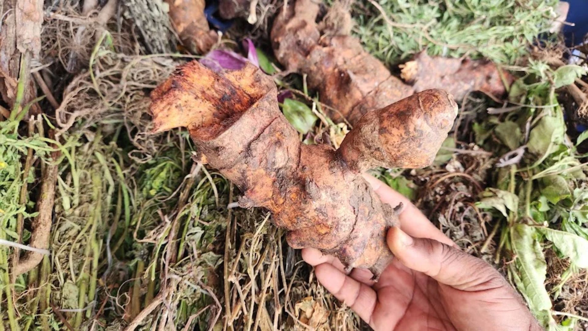 root_tonics_in_jamaica_jamaican_roots_recipe